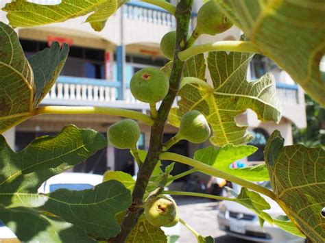 無花果樹象徵|無花果 (Fig) 